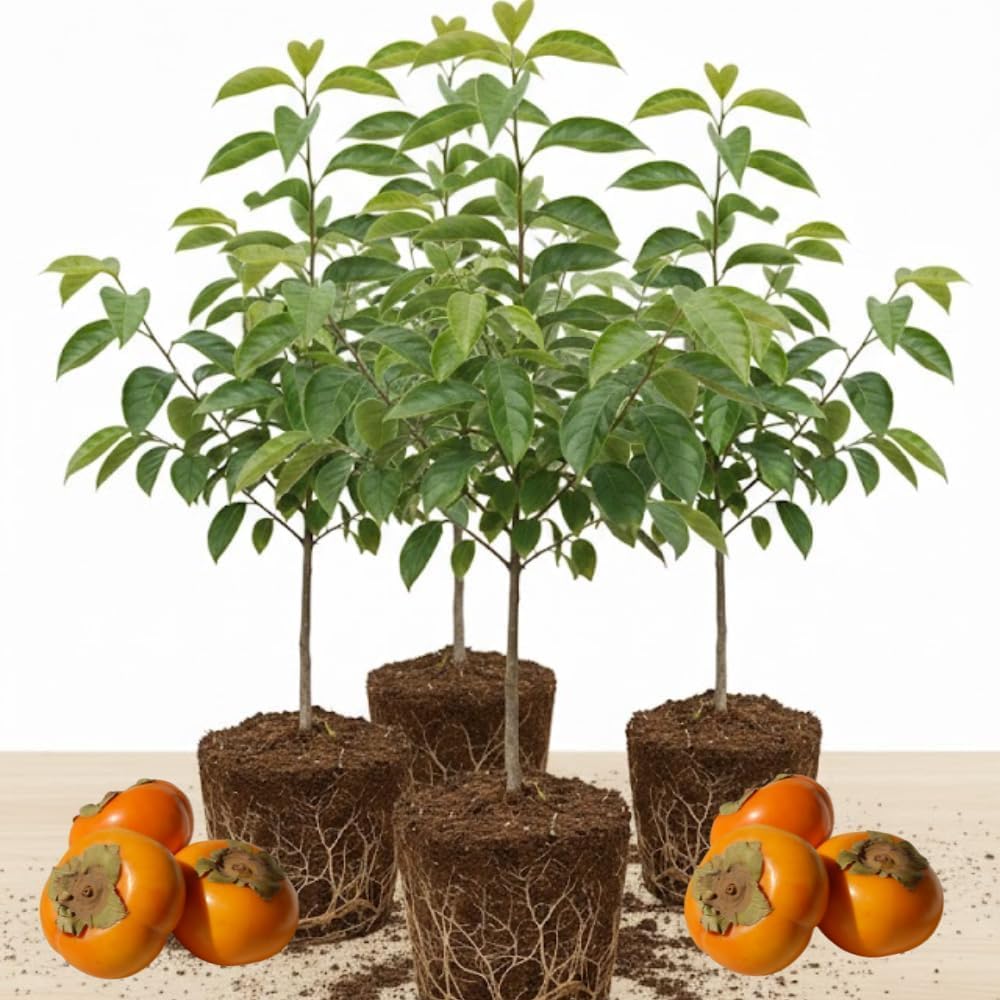 (No Ship to CA) 4 American Persimmon Tree Live Plant in 12 – 24 Inch Tall Potted | Native Persimmon Fruit Trees | Outdoor Fruit Tree for Home Garden, Backyard Planting & Landscape Use | Dormant Plant