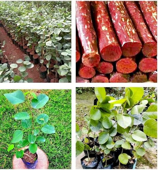 Original Red chandan plant Lal chandan Pack Of 2 (B0D79M2MYZ) Amazon Price History, Amazon Price Tracker