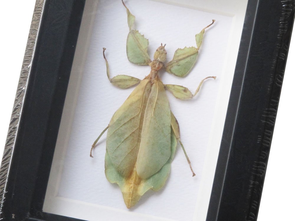 REAL WALKING LEAF PHYLLIUM SICHOLIUM INSECT TAXIDERMY SET IN BOXES DISPLAY FOR COLLECTIBLES