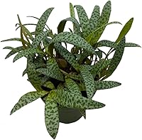 Vista 1 de BubbleBlooms Planta de leopardo Squill de plata, Ledebouria socialis, 4 pulgadas