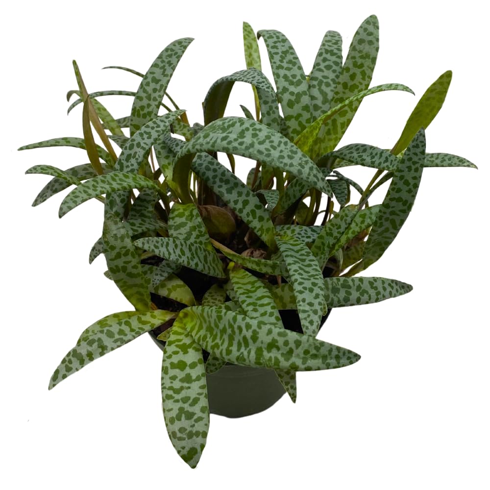 BubbleBlooms Silver Squill Leopard Plant