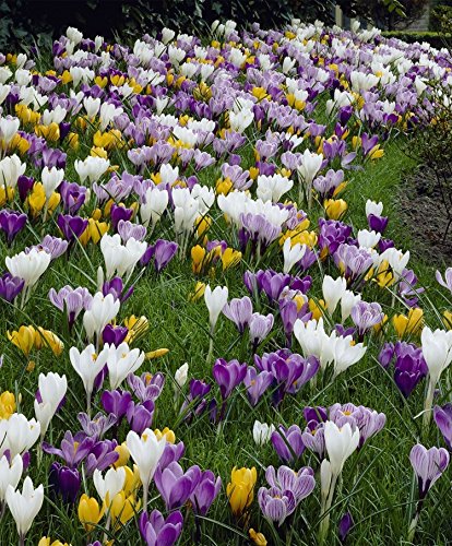Large Flowering Mix Crocus
