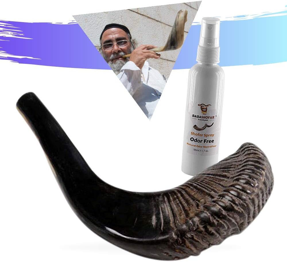 RAM SHOFAR KOSHER NATURAL ODORLESS 100 Perfect Sound
