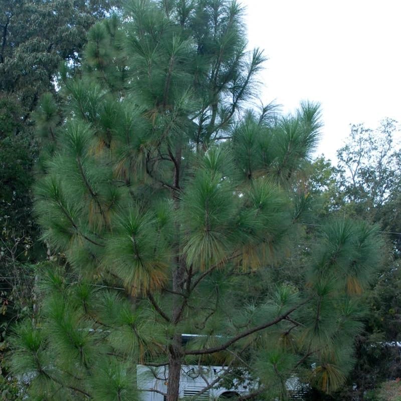 Miniatura 7 de Pinus palustris (pino de hoja larga) Semillas de árbol, árbol de hoja perenne de larga vida, semillas de MySeeds.Co, elige la cantidad (1 oz)