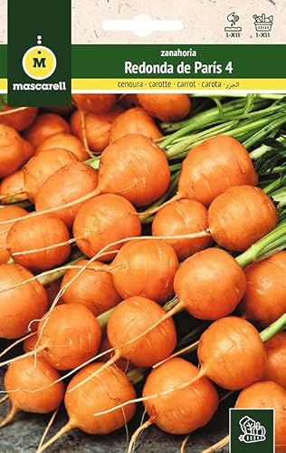 Mascarell Semillas, ZANAHORIA, Semillas Huerto, ZANAHORIA REDONDA DE PARIS - 4, Crea tu Propio Huerto Urbano y Cultivo en Casa, Plantas Hortícolas, 3 Gramos