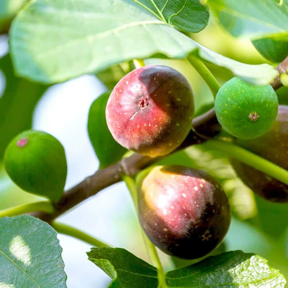 イチジク　プレコス　実付き特大苗　果樹 イチジク プレコス 実付き特大苗 果樹 楽天市場】イチジク