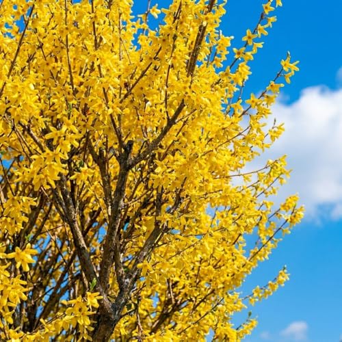 Live Forsythia Lynwood Gold Plants (3-Pack) Fast Growing Yellow Flowering Shrubs Hardy Spring Bloom Landscape Bushes Outdoor Hedge & Border Plants