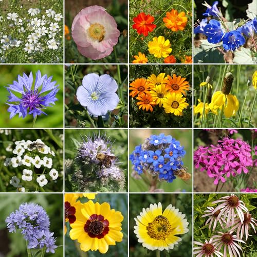 Image of Ferry-Morse Dry Climate Bulk Wildflower Seeds, 650,000+, 1 lb