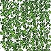 Vines