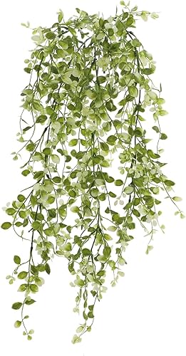 Miniatura 2 de Arbusto Smilax colgante verde de dos tonos por Ashland