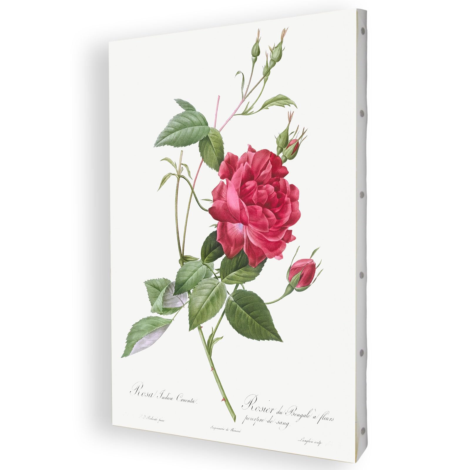 Amazon.co.jp: ピエール ジョセフ ルドゥーテ ＜ Les Roses ＞ バラ 