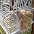 Hamiledyi No Mess Bird Cage Feeder Automatic Parrot Seed Feeders with Perch Acrylic Transparent Seed Food Container Cage Accessories for Small and Medium Parakeets Lovebirds