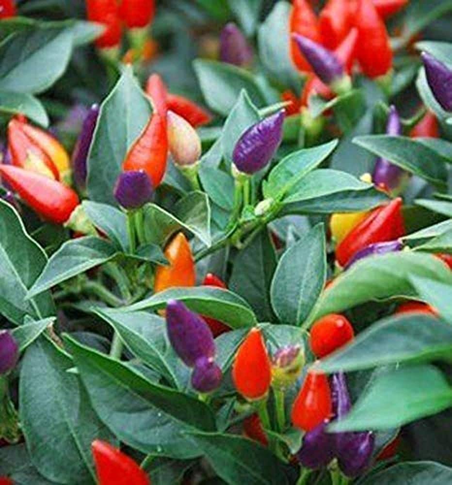 LIVE GREEN Vegetable Seeds | Chilli Suryamukhi F1 Hybrid Seeds For Home Gardening (20 seeds pack), multi-color (LG-HBRD-FL2080) (B09BV7813R) Amazon Price History, Amazon Price Tracker