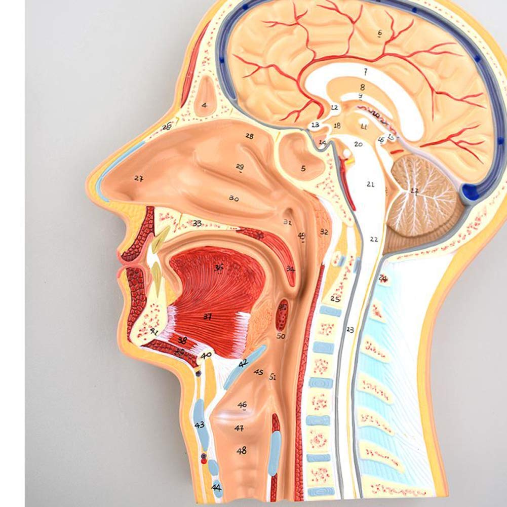 Modèle Anatomique De La Tête Humaine, Modèle De Section du Milieu De La Tête Et du Visage, Recherche Et Apprentissage Médicaux, Meilleur Produit Éducatif