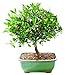 Brussel's Live Satsuki Azalea Outdoor Bonsai Tree - 5 Years Old; 6
