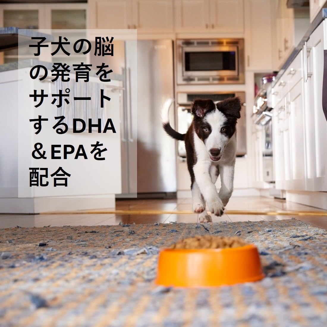 【在庫処分】ウェルネスコアダイジェスティブヘルス 消化器ケア子犬用(離乳期‐1歳 Amazon.co.jp: ウェルネスコアダイジェスティブヘルス 消化器ケア子犬