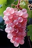 UVA ROSA GIAPPONESE - PINK GRAPE JAPAN, 15 SEMI semi freschi...