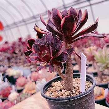 Amazon.co.jp: D！！多肉植物 スーパーバン アエオニウム 大苗