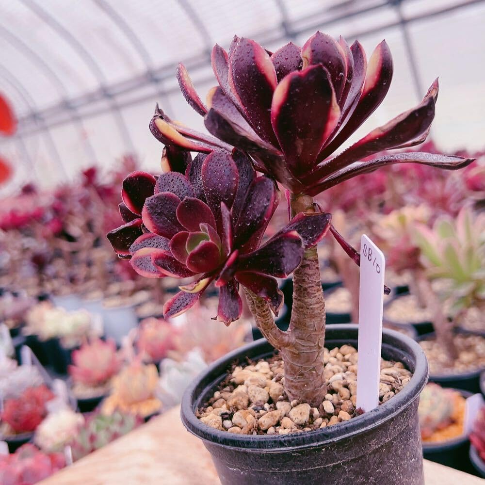 Amazon.co.jp: D！！多肉植物 スーパーバン アエオニウム 大苗 太幹