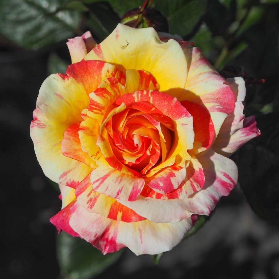 See full amazon price history chart for All American Magic rose Hybrid red graftad plant Rose plant Home Gardening Outdoor Indoor Live Plants… (ABSOLUTELY CRACKERS ROSE) All American Magic rose Hybrid red graftad plant Rose plant Home Gardening Outdoor Indoor Live Plants… (ABSOLUTELY CRACKERS ROSE) (B0CNZGMDX4) Amazon Price History, Amazon Price Tracker