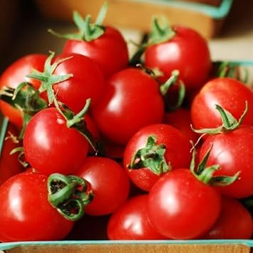 Tomato Sweet Olive F1-6 Seeds Easy to
