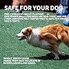 Dog Toys for Exercise and Training