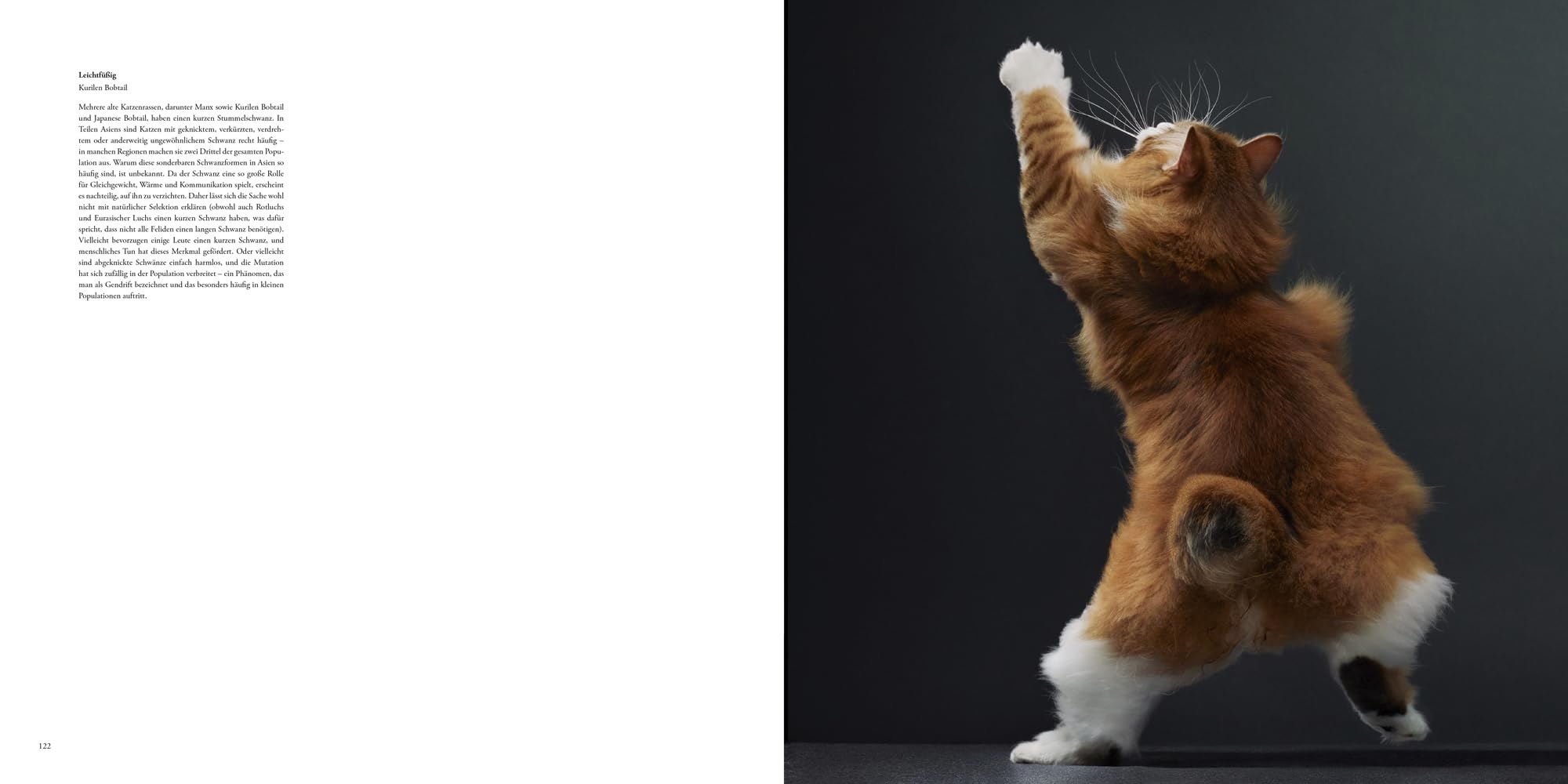 Katzen: Hochwertiger Bildband mit beeindruckender Tierfotografie, stimmungsvollen Aufnahmen und faszinierenden Fakten - das ideale Geschenk für Katzenliebhaber
