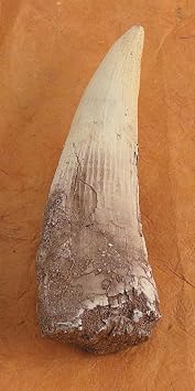 Spinosaurus Tooth Replica