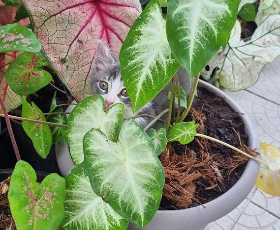 Caladium Aaron (3 Bulbs) - Easy to Grow Indoor and Outdoor Perennial Flower Bulb Ready for Planting - White Centers with Dark Green Margins - Grown in USA