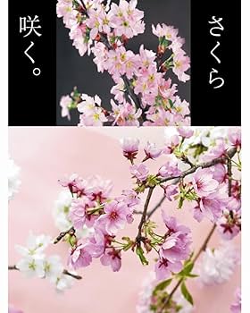 桜 山形の啓翁桜(けいおうざくら)125cm[10本束]