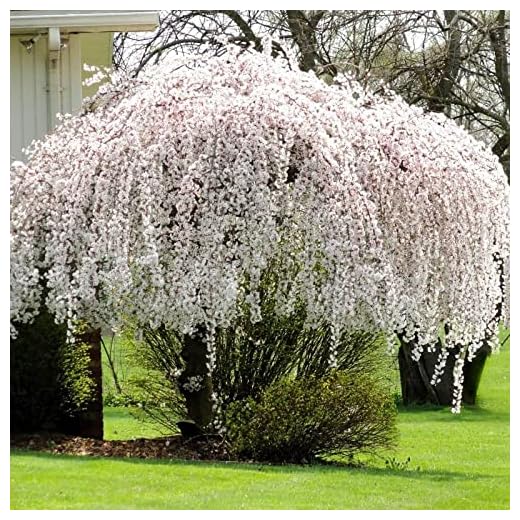 Dwarf Weeping Cherry Tree Live Plant, Japanese Cherry Blossom Plant 6 to 10 Inc Tall No Ship CA for Planting Ornaments Perennial Garden Grow Pot Gifts