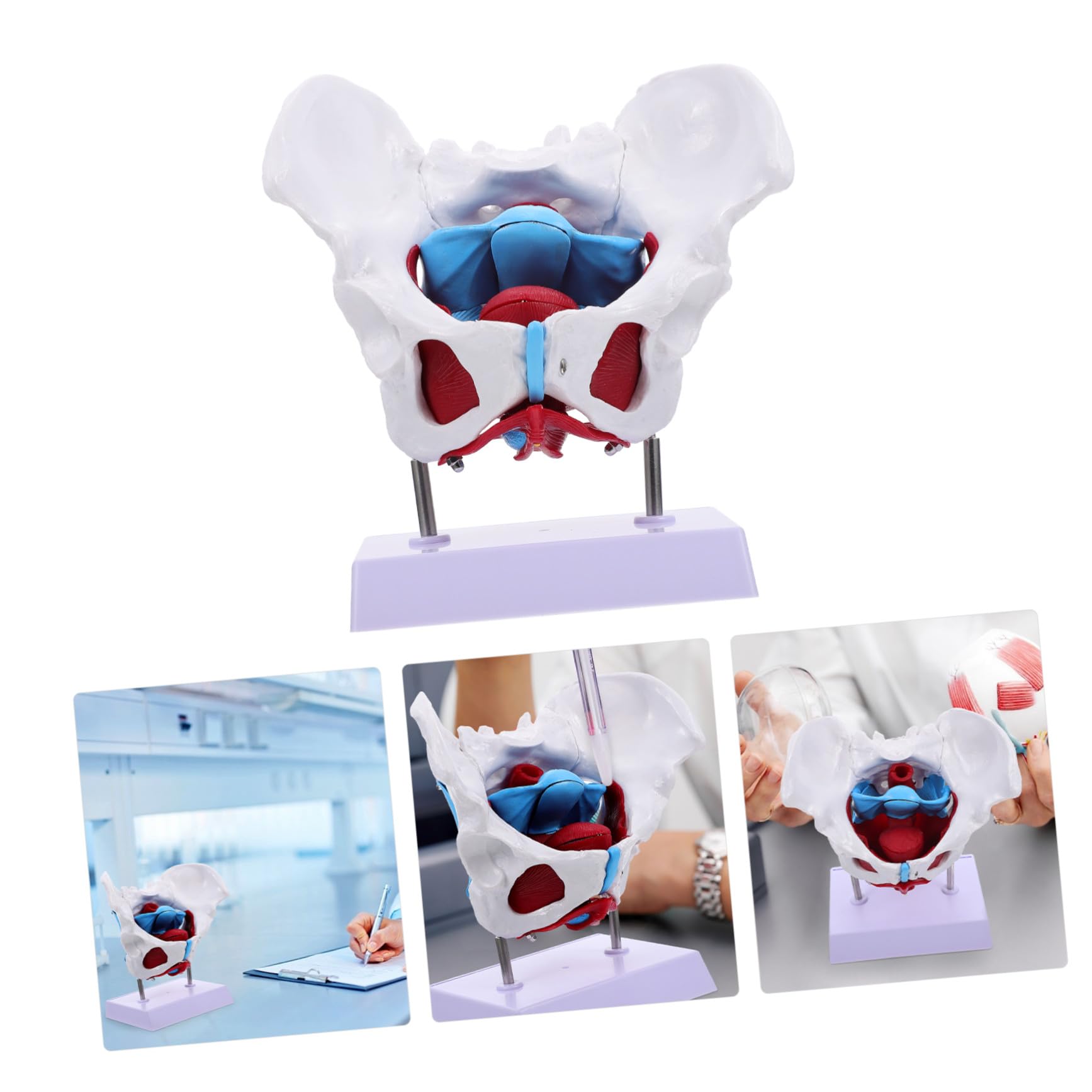 HEALLILY Modello Anatomico Pelvico Femminile in PVC Facile da Usare Design Portatile per Insegnamento e Scuole di Studio Sanitario