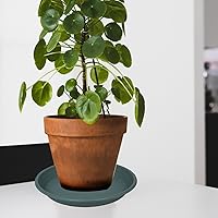 Vista 76 de 5 Packs Plant Saucer Pot Tray 6 8 10 12 14 16 19 20 Inch Plastic Flower Planter Saucers and Drip Trays for Indoors Outdoors, Heavy Durable Plant