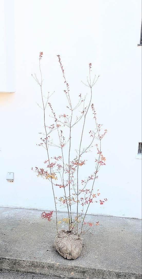 晩秋の紅。山採りドウダンツツジ。 紅ドウダンツツジ| 種・苗