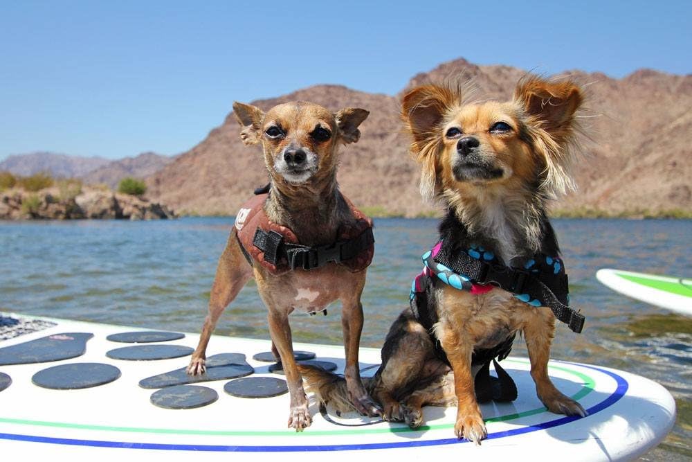 Pup Deck Dog Traction pad for paddleboards, Kayaks, Training