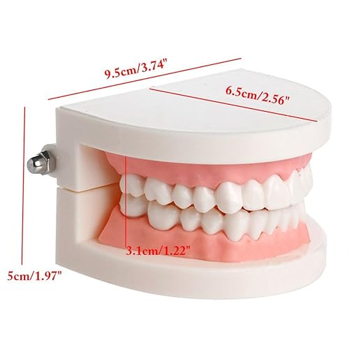 Miniatura 3 de Dental Enseñar Estudio Adulto estándar dentadura Demostración Dientes Modelo carne rosa