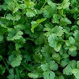 David's Garden Seeds Herb Parsley Giant of Italy SL2390 (Green) 500 Non-GMO, Heirloom, Seeds