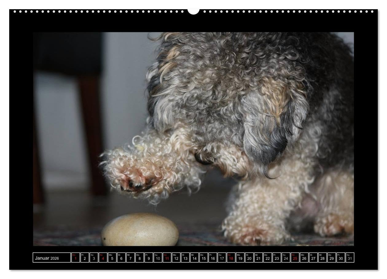 Bolonka 2026 (hochwertiger Premium Wandkalender 2026 DIN A2 quer), Kunstdruck in Hochglanz: Ein Wandkalender nicht nur für Bolonka - Liebhaber (CALVENDO Tiere)