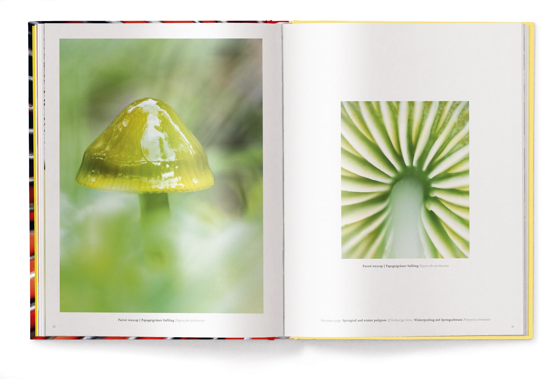 Wonderland: The Secret World of Mushrooms