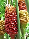 New Fresh 100 Pcs Beehive Ginger Flower Seeds Generic