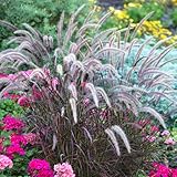 Chinese Fountain Ornamental Grass Seeds, 300 Purple Foutain Grass Seeds for Planting, Perennial Non-GMO Heirloom Seeds
