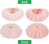 Vista 3 de Decoración natural de conchas de erizos de mar, 6 conchas de erizo de mar para manualidades y decoración del hogar, decoración de playa, jarrón