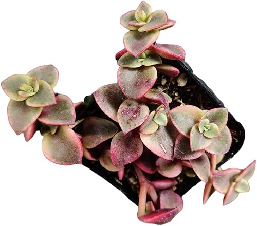 Vista 55 de Plantas de cactus suculentas vivas de USKC (maceta de 2 pulgadas)