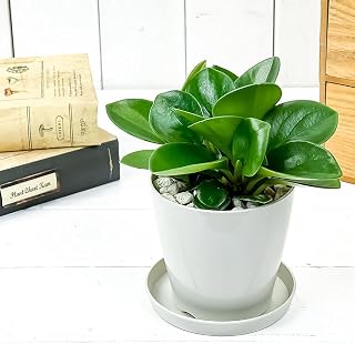 PLANCHU 観葉植物 ペペロミア オブツシフォリア 3.5号鉢 受け皿付き 育て方説明書付き Peperomia obtusifolia アオペペ