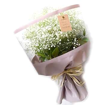 かすみ草さま　白のみ生地終了 白花かすみ草コンペントガーデン / 【31950】 | 花さんぽ｜種子