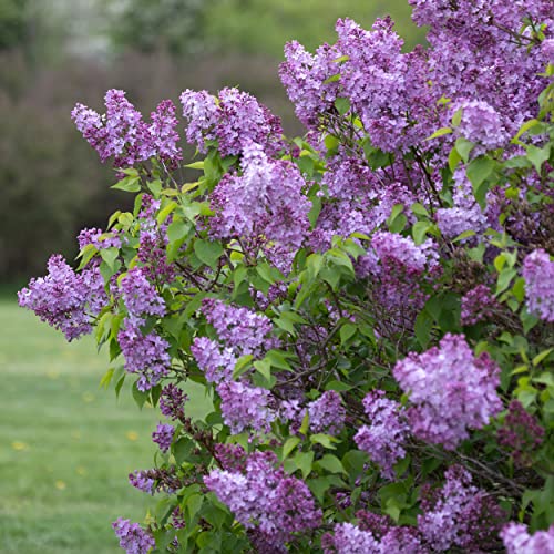 Garden State Bulb Common Purple Lilac Shrub, Live Bare Root (Bag Of 4) #TOP6