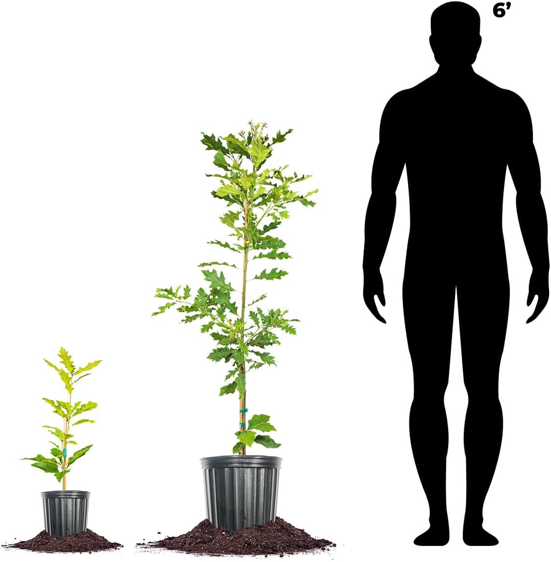 Perfect Plants Shumard Oak Tree 1 Gallon | Live Tree for Landscaping | Provides Privacy, Shade, & Acorn Production