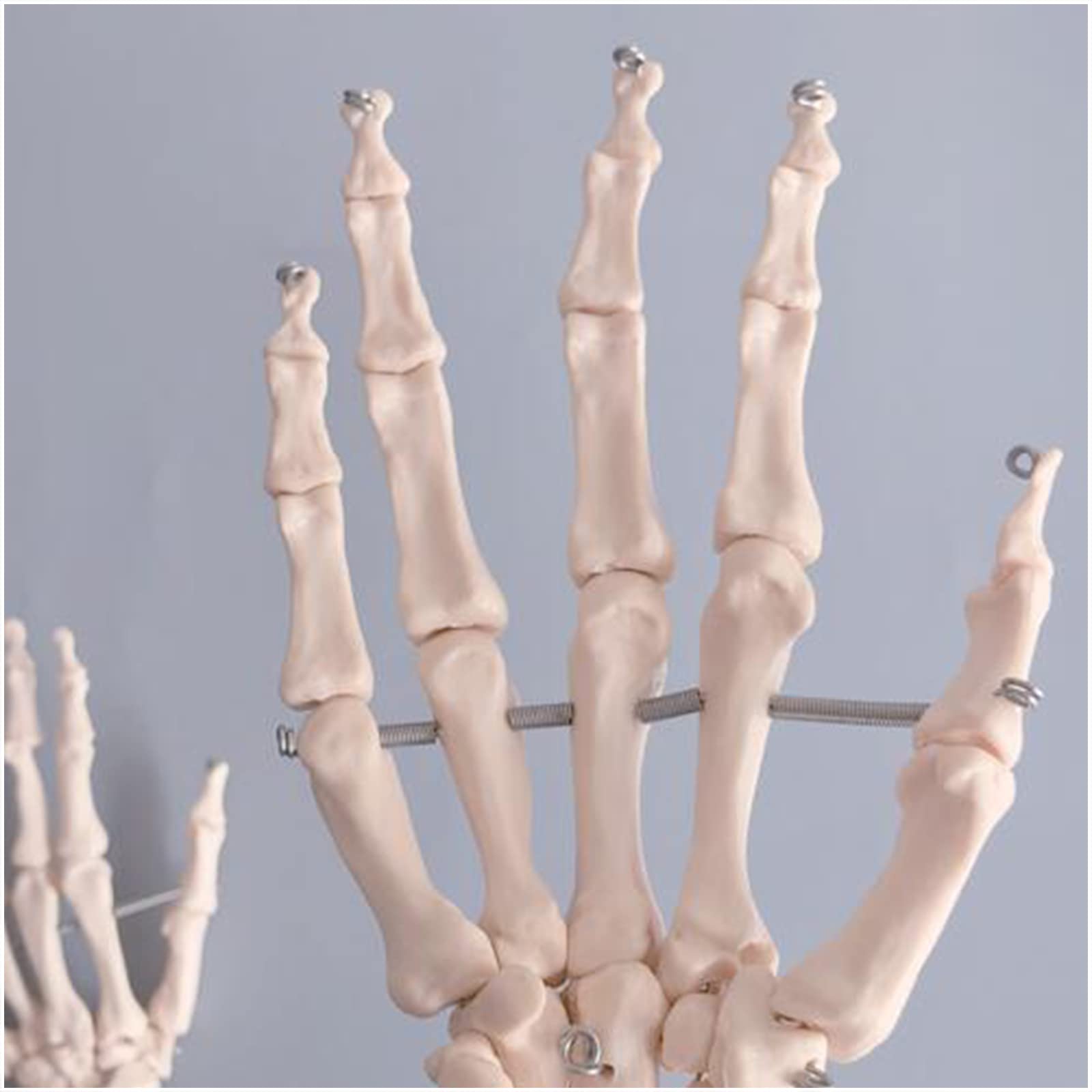 Skelet beweegbaar 40cm Goedkope Feestwinkel