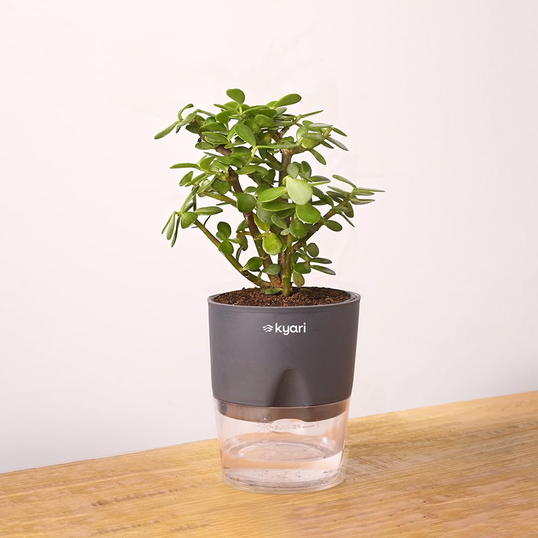KYARI Good Luck Jade Crassula Ovata Live Indoor Plant with Grey Self Watering Pot, Best for Living Room, Kitchen, Bedroom (B0CRRBWJ22) Amazon Price History, Amazon Price Tracker