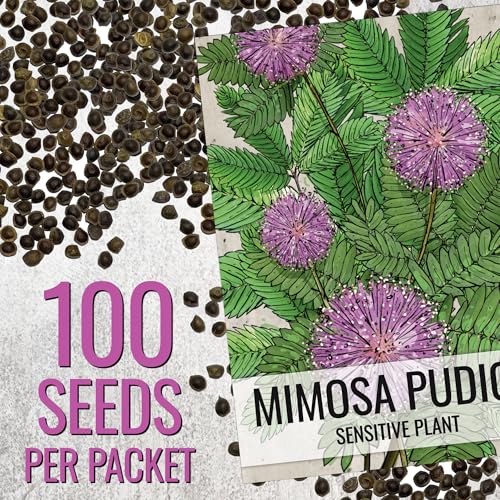 Image of Seed Needs Mimosa Seeds to Plant Sensitive Plant Annual Flowers 2 Packs